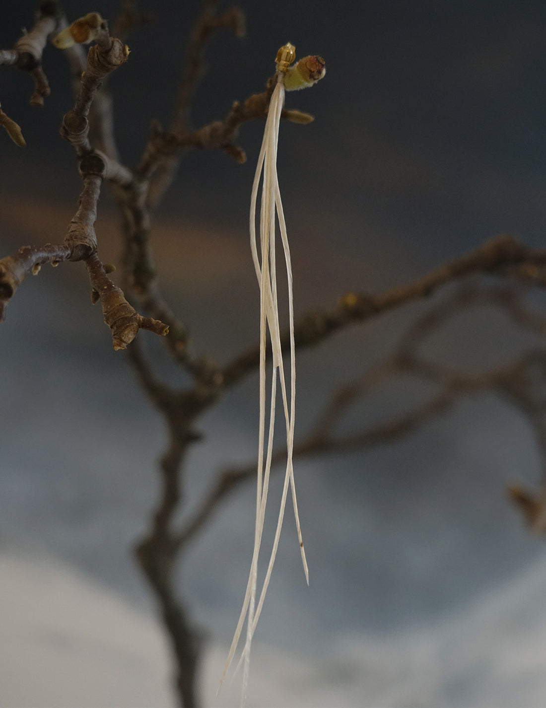 Feather Earring・ White